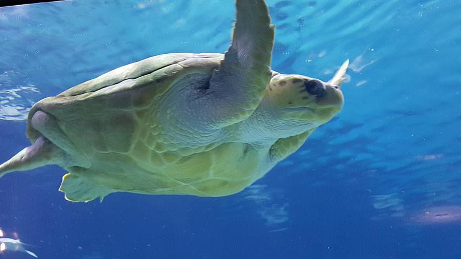 Gliding Turtle Photograph by Neal Alicakos - Fine Art America