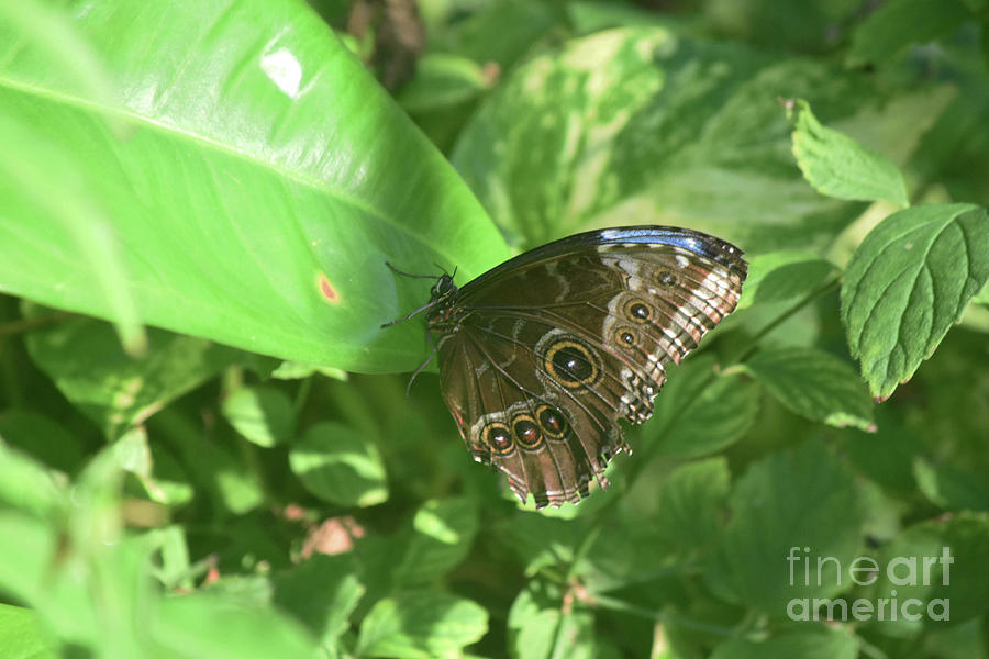 Butterfly Photograph - Glimmer of Blue Showing in the Closed Wings of a Blue Morpho by DejaVu Designs
