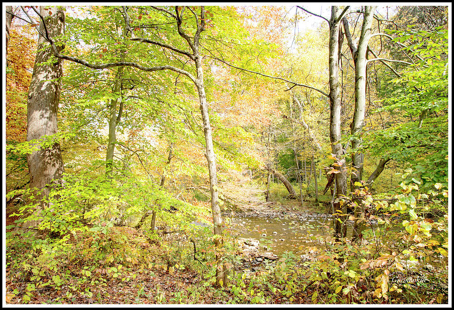 Glimpse of a Stream in Autumn Photograph by A Macarthur Gurmankin
