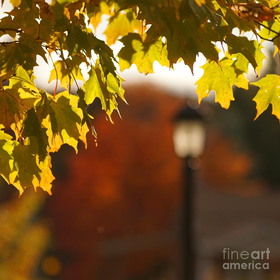 Glimpse of Autumn Photograph by Aimelle Ml
