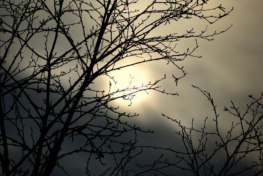 Glimpse of spring sun Photograph by Lois Lepisto
