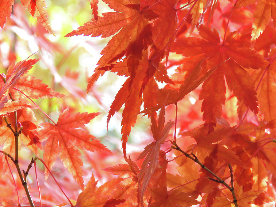 Maple Leaves in Autumn - Colorful Fall Foliage - Photography and Art - Autumn Leaves Photograph by Brooks Garten Hauschild