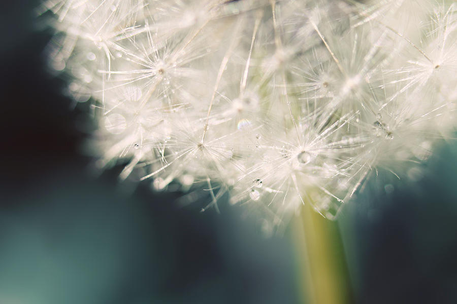 Flower Photograph - Glisten by Amy Tyler