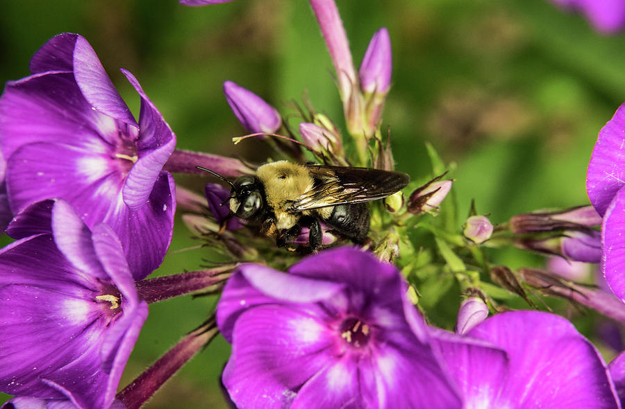 Glistening Apid Bee Photograph by Douglas Barnett