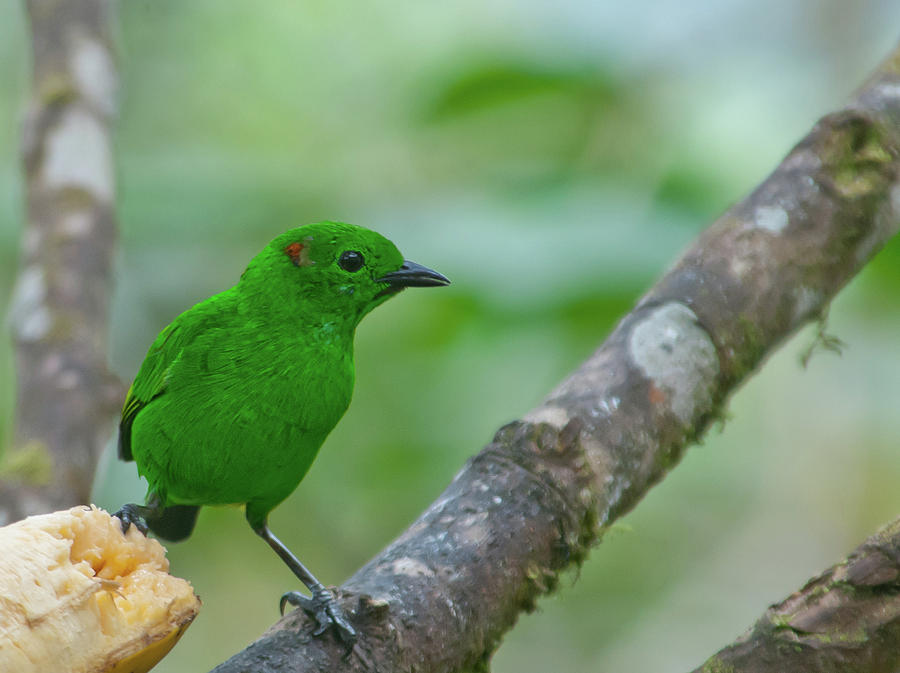Glistening Green Tanager Photograph by Cascade Colors