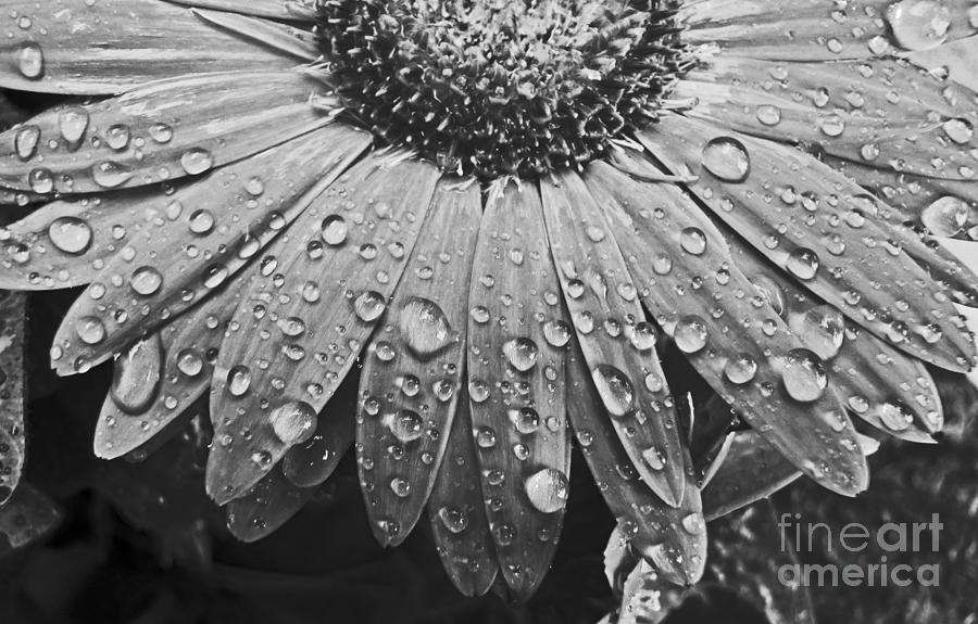 Glistening Rain Drops On Daisy Flower Digital Art