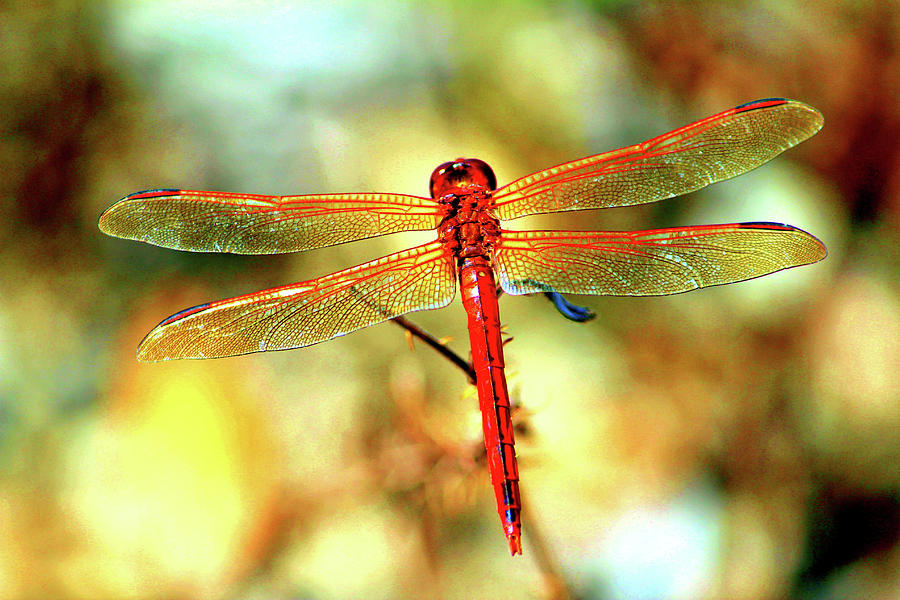 Glistening Red Dragonfly Photograph by Cynthia Guinn