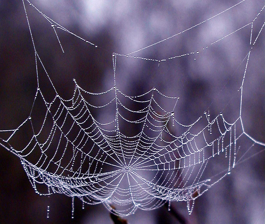 Spider Photograph - Glistening Web by Karol Livote