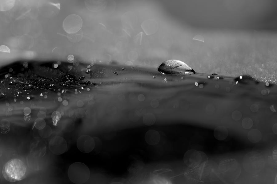 Glittering Black and White Photograph by Tracy Winter