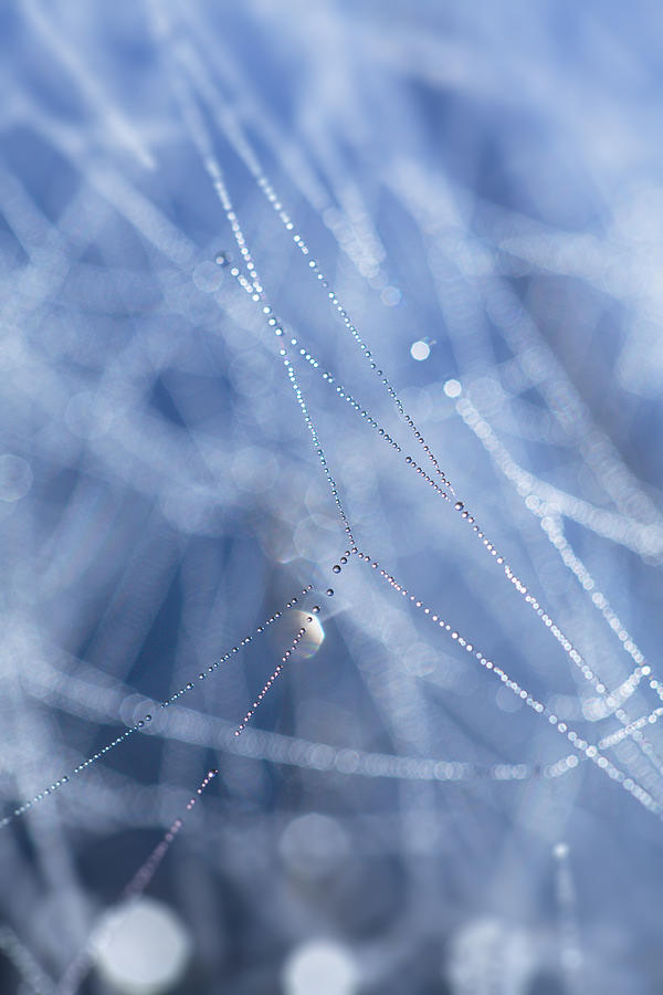 Glittering cobwebs - blue Photograph by Ulrich Kunst And Bettina Scheidulin
