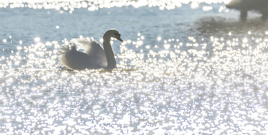 Glitz and Glamory Swan by Will Bailey Glitz and Glamory Swan by Will Bailey