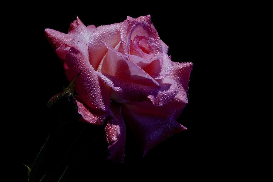 Rose Photograph - Glitz by Doug Norkum