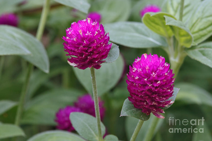 Globe Amaranth by Charles Kozierok Globe Amaranth by Charles Kozierok