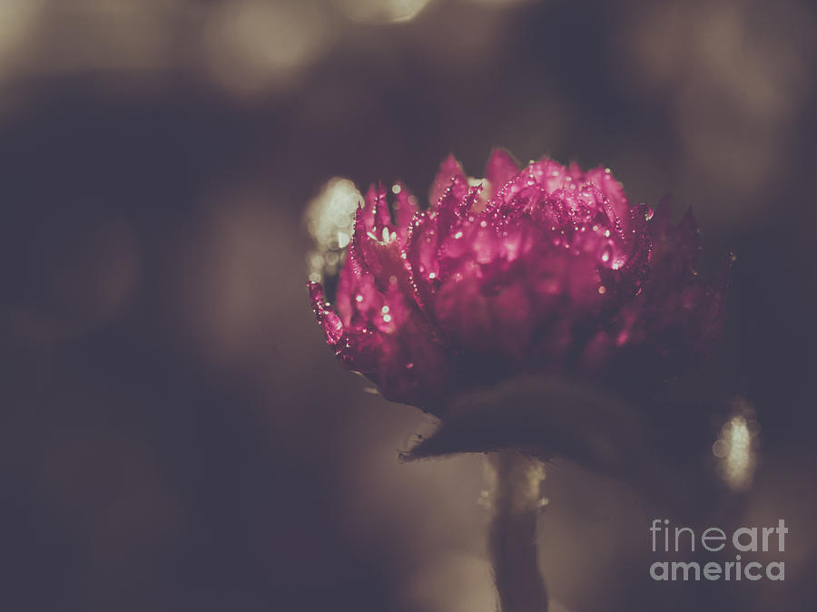 Globe Amaranth Photograph by Wei-San Ooi - Pixels