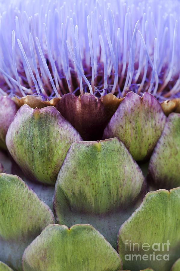 Flower Photograph - Globe artichoke by Tim Gainey