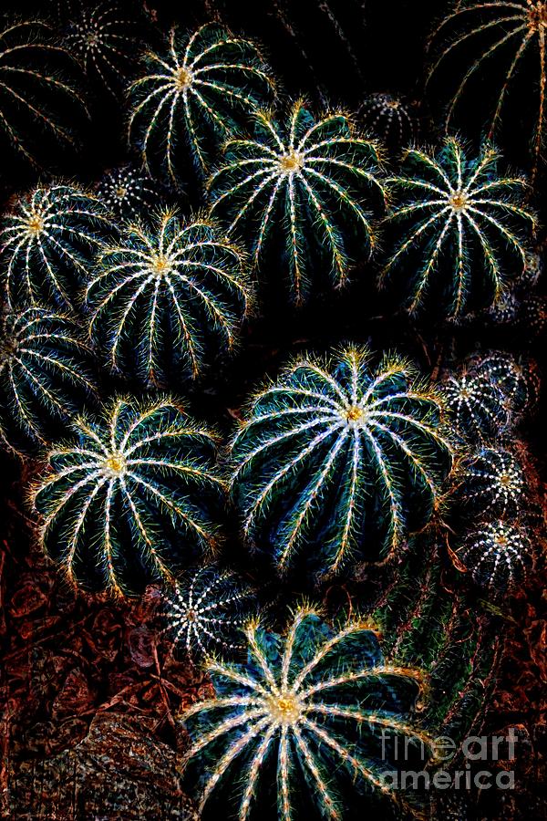Globe Cactus Stars Photograph by Mary Machare