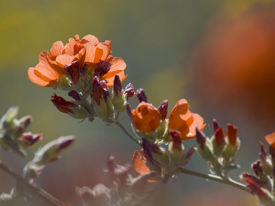 Globe Mallow Bloom Photograph by Sue Cullumber