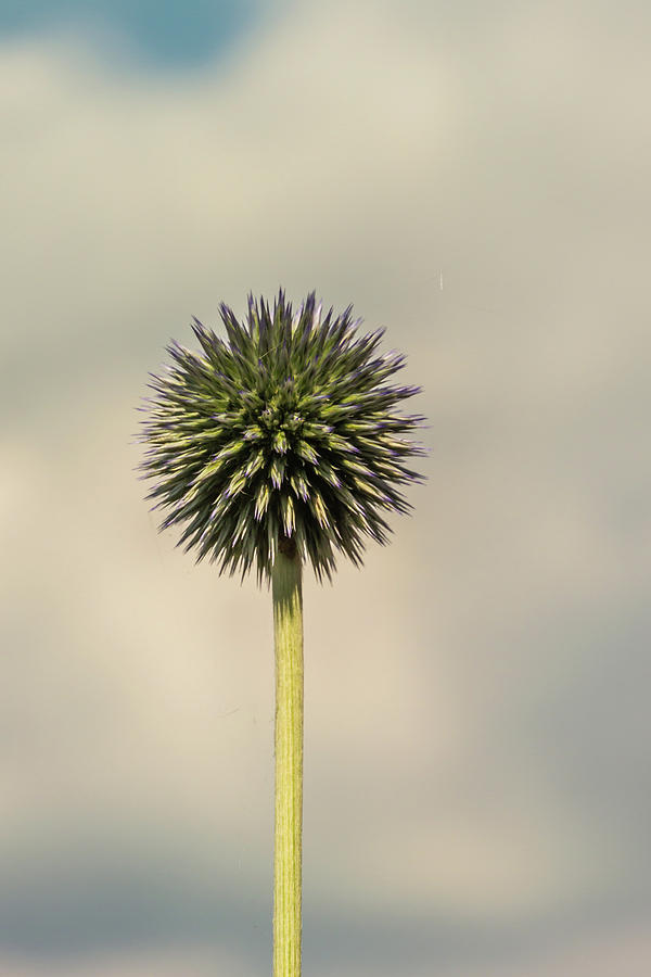 Globe Thistle 1 Photograph by Steve Purnell