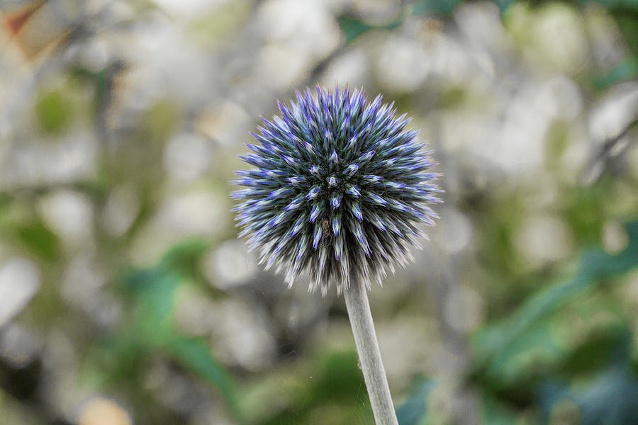 Globe Thistle 2 Photograph by Steve Purnell