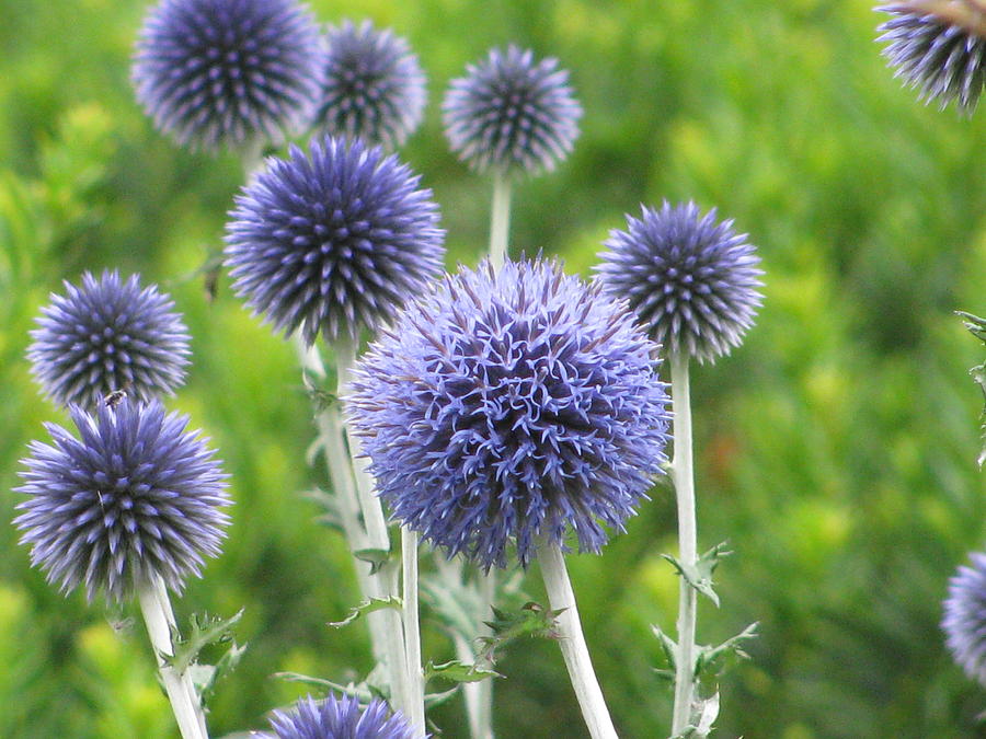 Globe Thistle Photograph by Alfred Ng