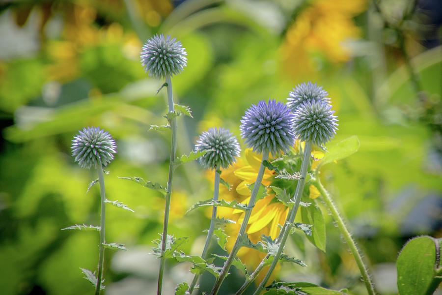 Globe Thistle Photograph by Cathy Cooley - Fine Art America