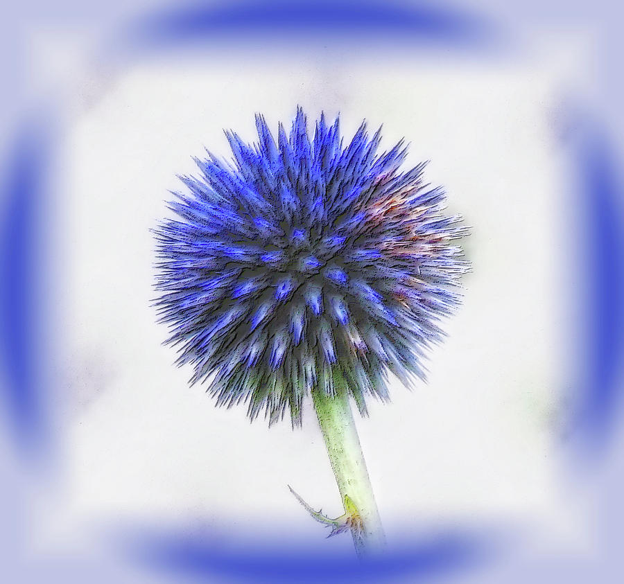 Globe Thistle with Vignette Photograph by MTBobbins Photography