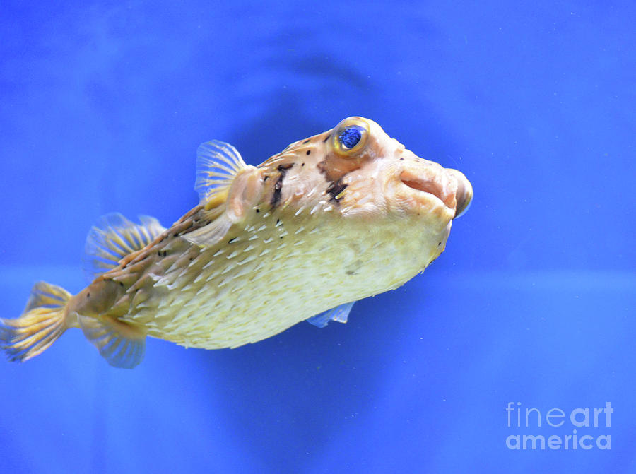 Fish Photograph - Globefish With Quills Close to His Body Under Water by DejaVu Designs