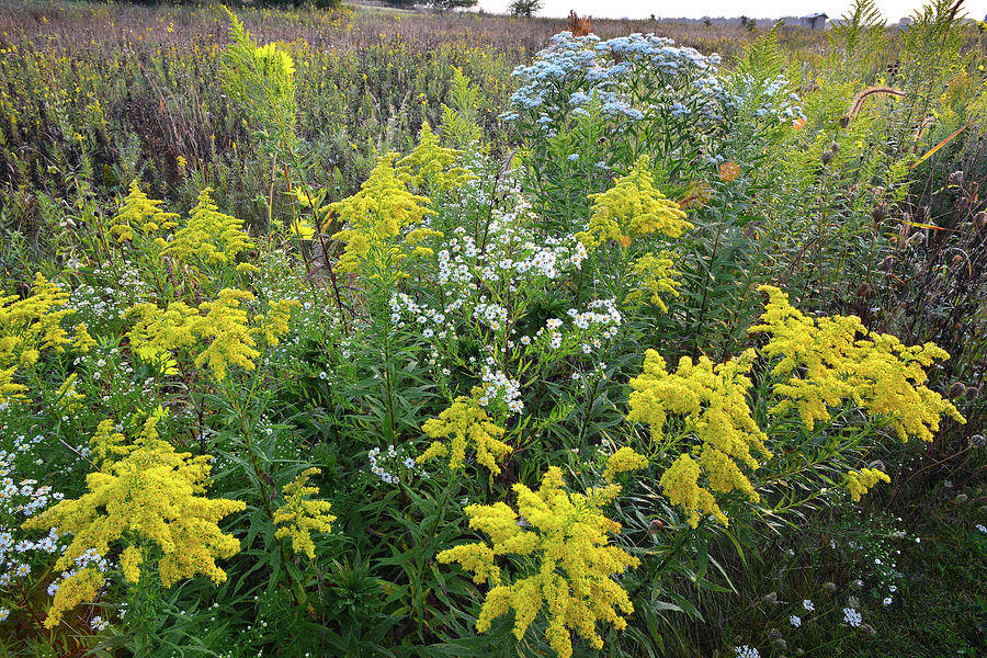 Globs of Goldenrod at Kishwaukee Headwaters Photograph by Ray Mathis