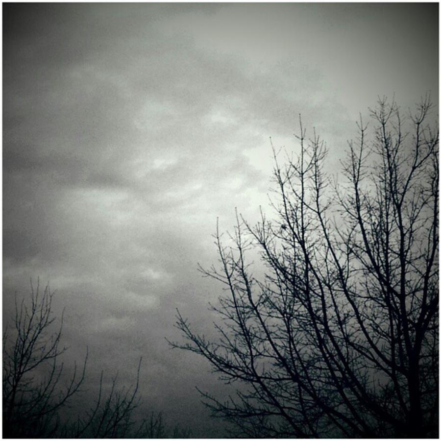 Tree Photograph - Gloom 
#photooftheday by Sean Wray