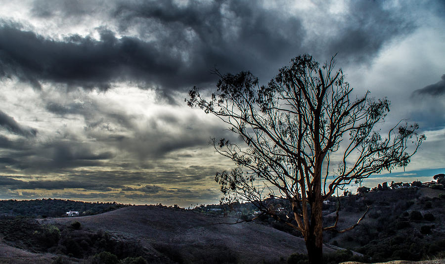 Tree Photograph - Gloomy Day by Hyuntae Kim