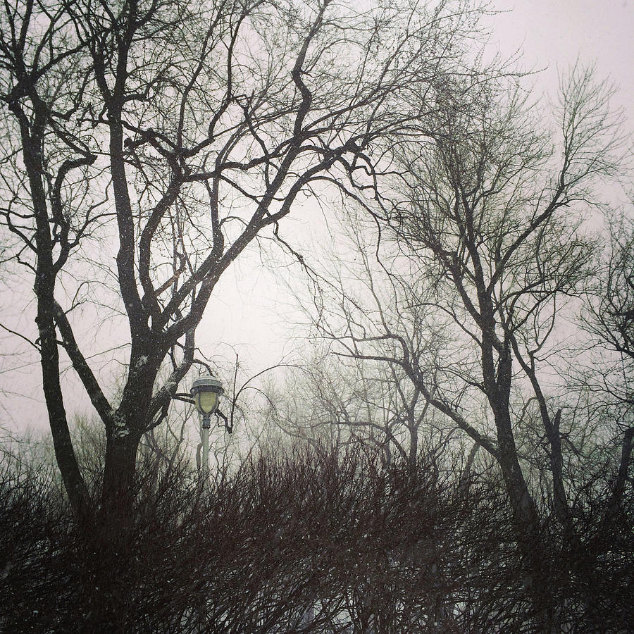 Tree Photograph - Gloomy trees against cloudy sky by GoodMood Art