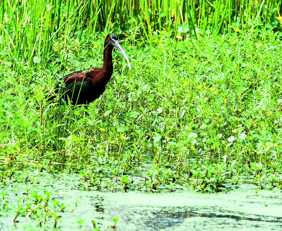 Glossy Ibis Photograph - Gloossy Ibis In The Marsh by Norman Johnson Glossy Ibis Photograph - Gloossy Ibis In The Marsh by Norman Johnson