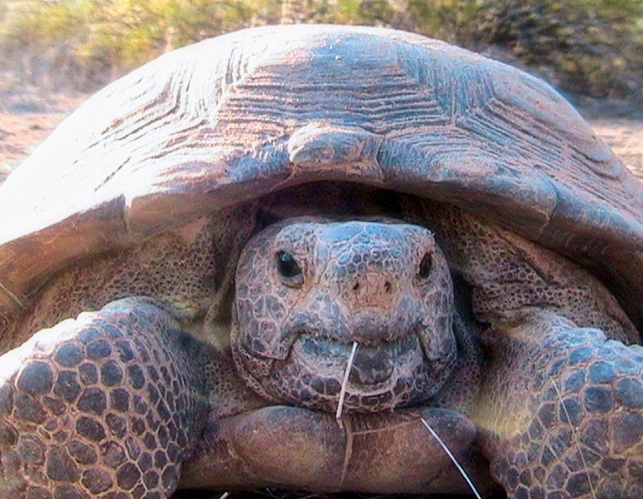 Gloria the Wild Desert Tortoise Photograph by Judy Kennedy
