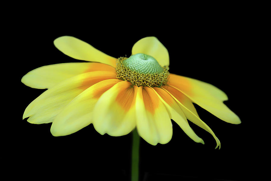 Flower Photograph - Gloriosa Daisy - Prairie Sun by Nikolyn McDonald