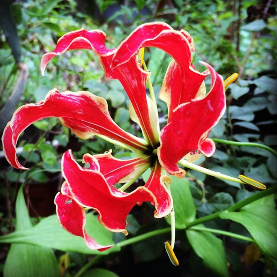 Nature Photograph - Gloriosa Lilly #gloriosa #lilly by Jessica OToole