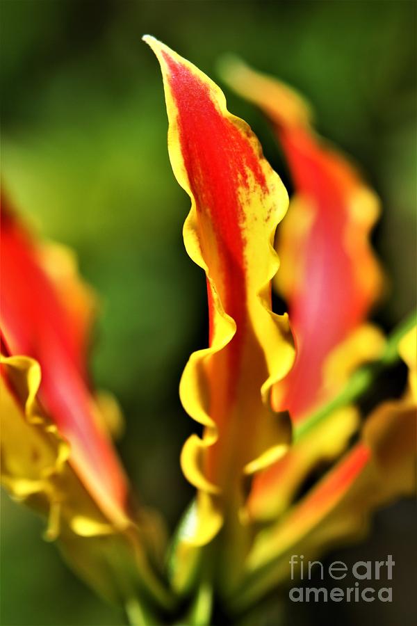 Gloriosa Lilly Photograph by Tracey Lee Cassin