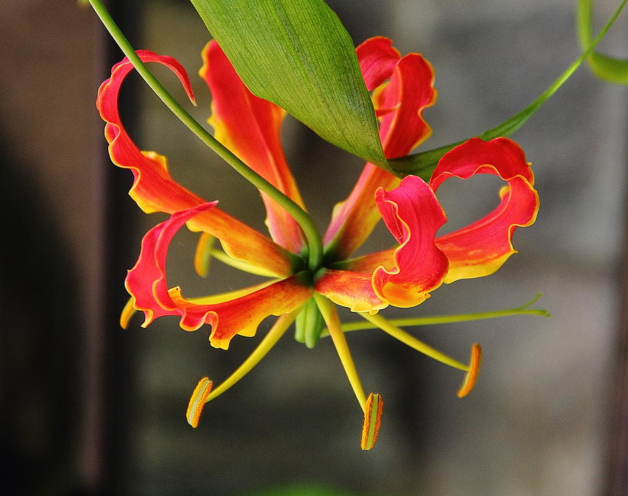 Gloriosa Lily Photograph by Allen Nice-Webb