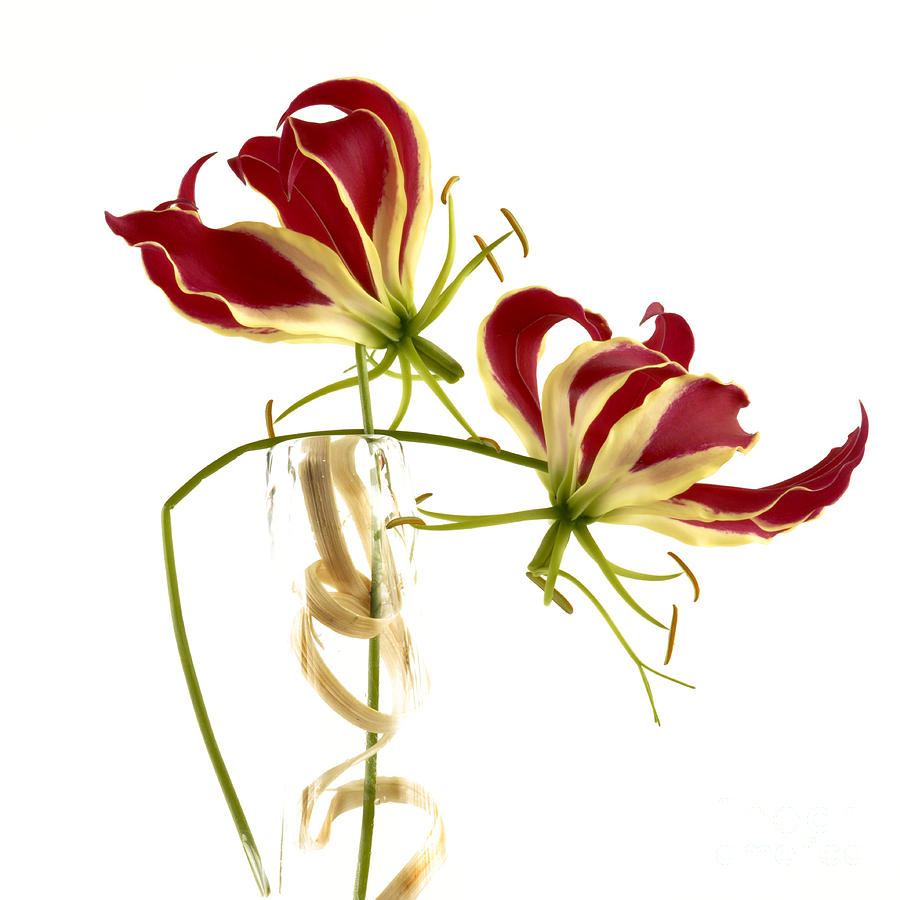 Flower Photograph - Gloriosa Lily. by Bernard Jaubert