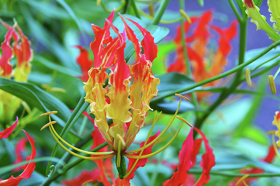 Gloriosa Rothschildiana 2 Photograph by Isabela and Skender Cocoli - Pixels