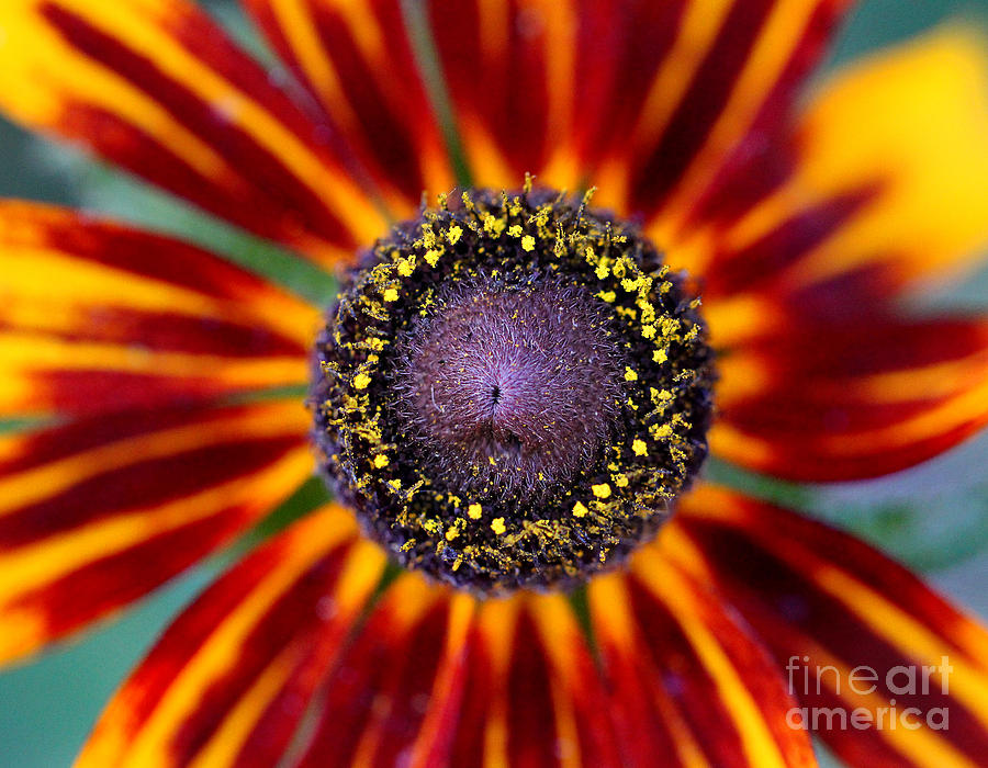 Gloriosa Rudbeckia Close-up Photograph by Karen Adams