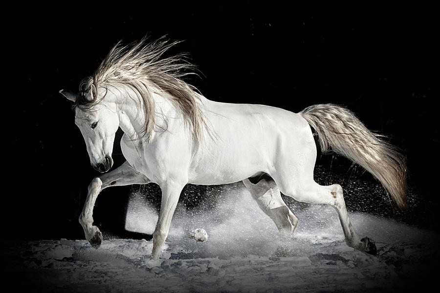 Glorious Andalusian Photograph by Wes and Dotty Weber