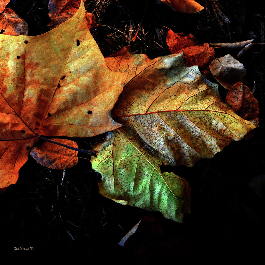 Glorious Autumn Colors Photograph by Gerlinde Keating