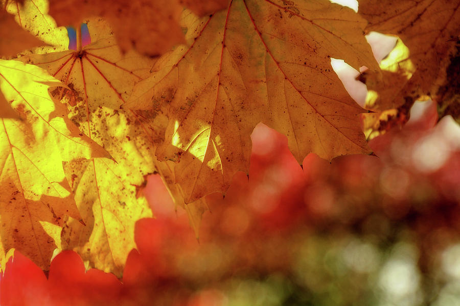 Glorious Autumn Digital Art by Terry Davis