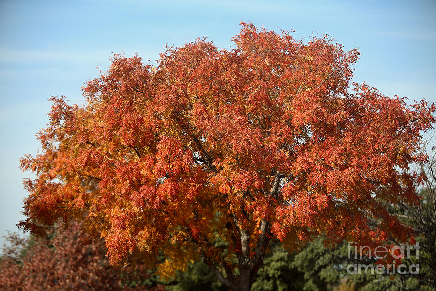 Glorious Autumn Tree Photograph by Linda Phelps