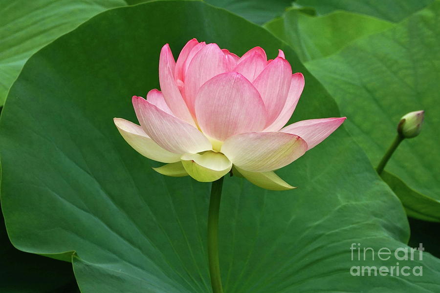 Glorious Beauty Of The Lotus Photograph by Byron Varvarigos