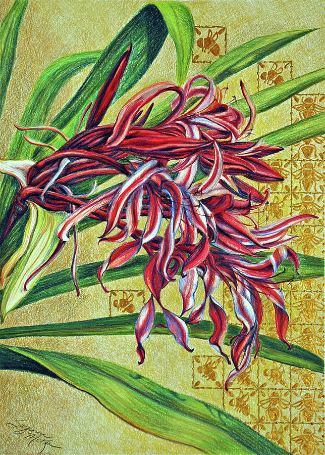 Glorious Crinum Drawing by Suzanne McKee