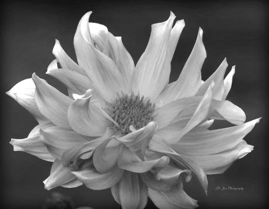 Glorious Dahlia Photograph by Jeanette C Landstrom