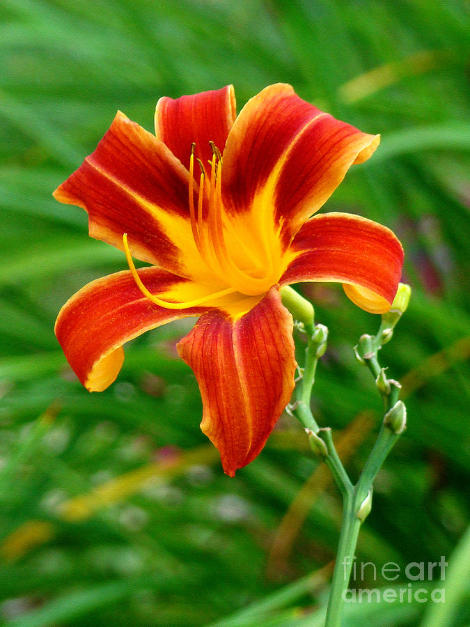 Glorious Daylily Photograph by Sue Melvin