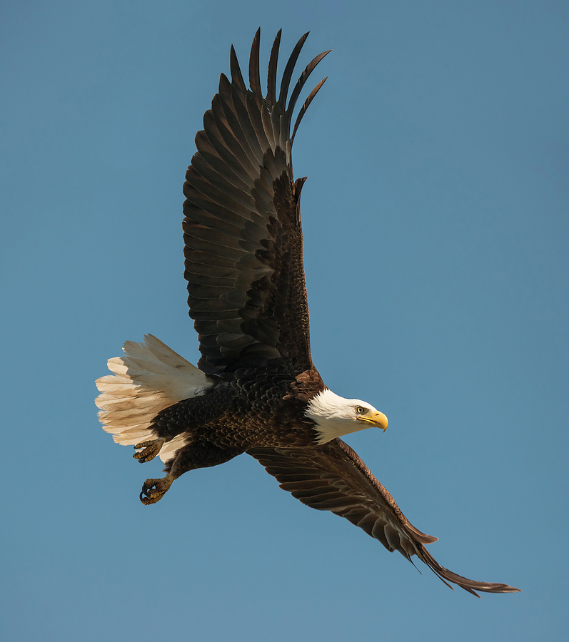 Glorious Eagle Photograph by Loree Johnson | Fine Art America