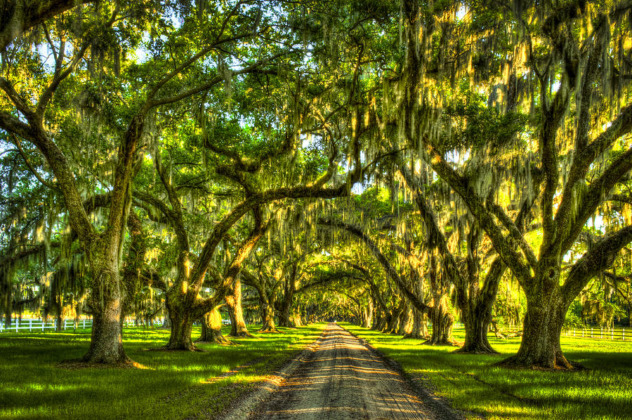 Glorious Entrance Tomotley Plantation South Carolina Photograph By Reid 